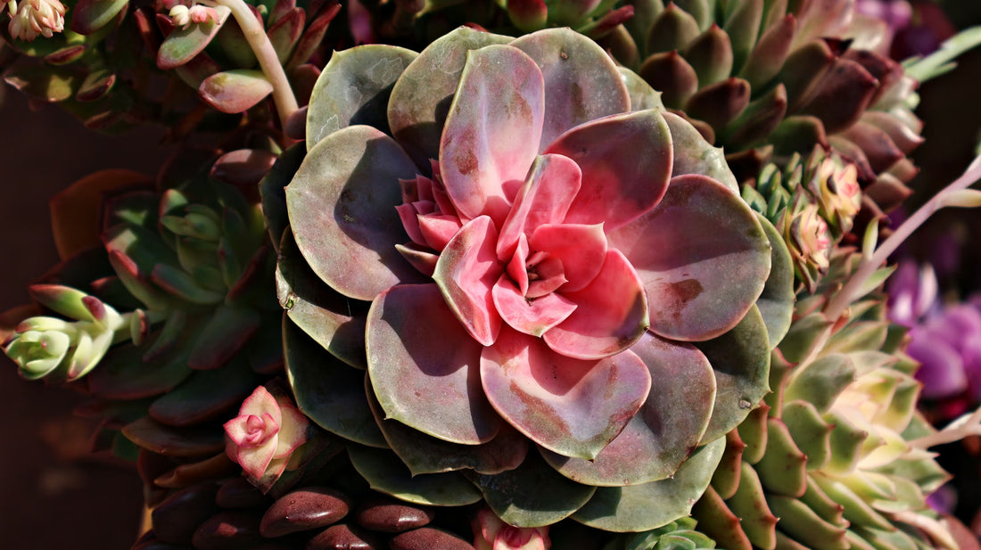 Pink Green flower seeds