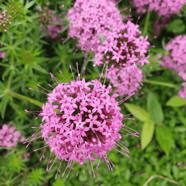 Pink Crosswort Flower Seeds for Planting – Heirloom Non-GMO Garden Seeds