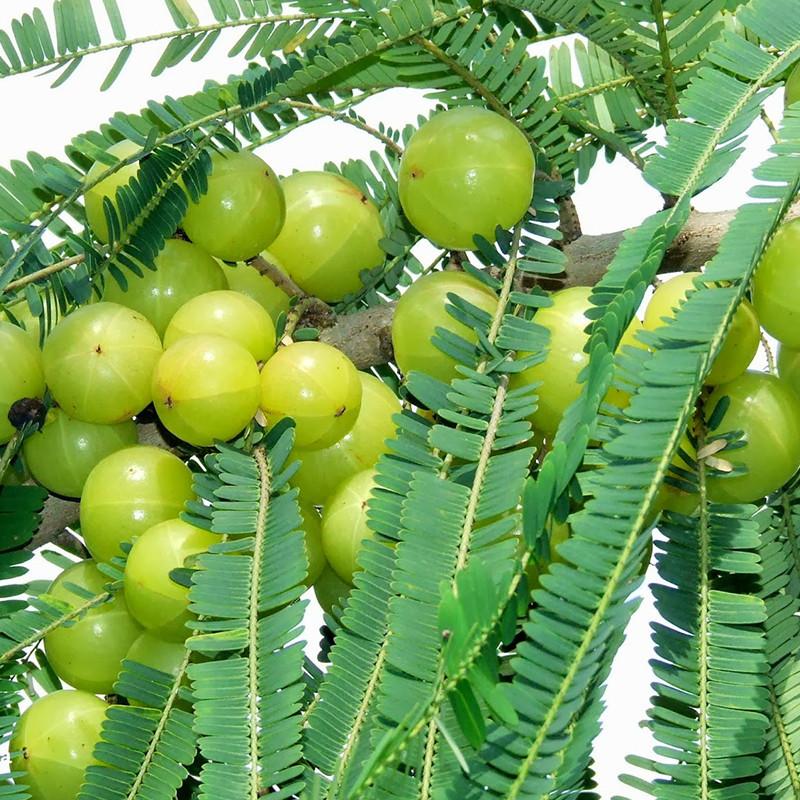 Green Amla Fruit Seeds for Planting for Growing Indian Gooseberry Trees