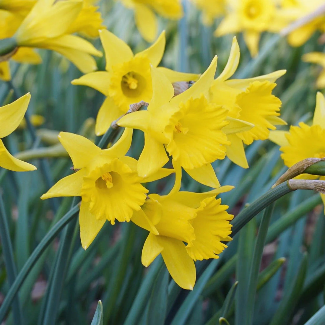 Narcissus Asturiensis flower seeds