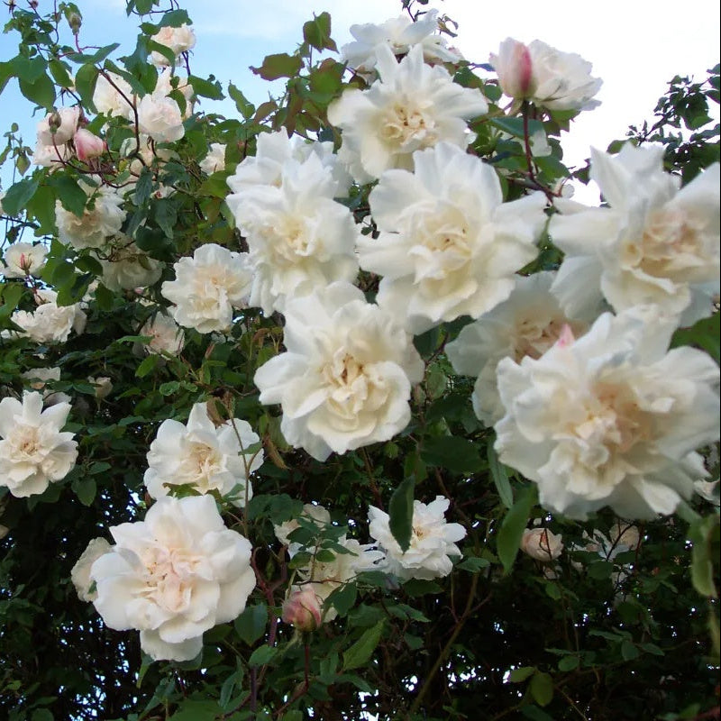 Alfred Carriere Rose plant