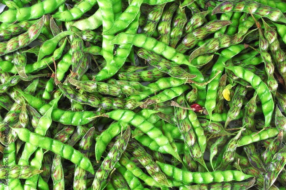 Pigeon Pea Seeds