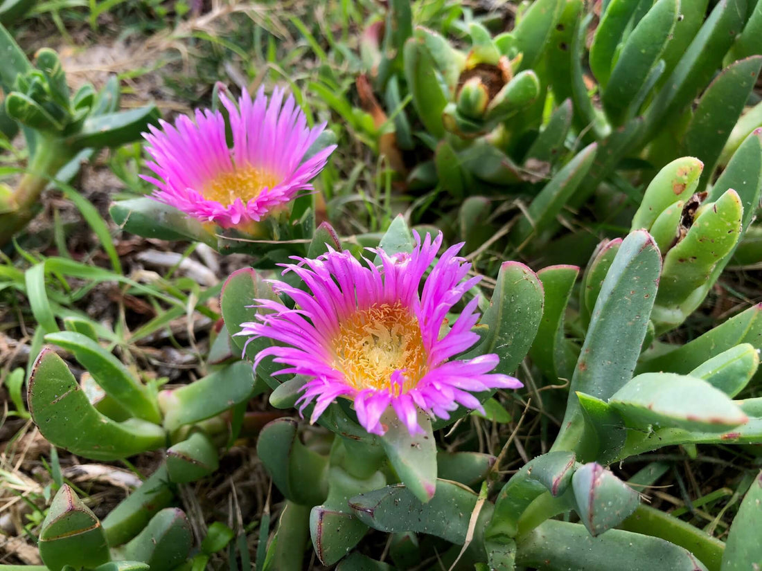 Native Pigface flower seeds