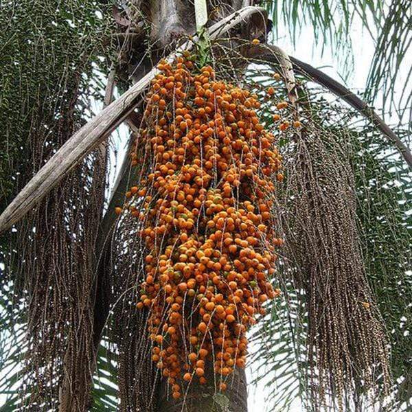coco palm seeds