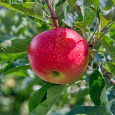 pink green apple seeds