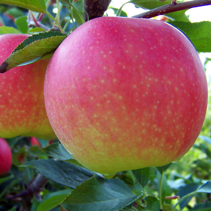pink yellow apple seeds