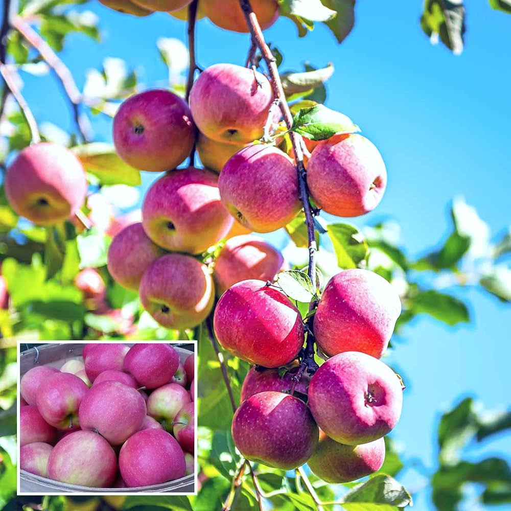 Pink Apple Tree Seeds for Planting – Heirloom Non-GMO Garden Seeds
