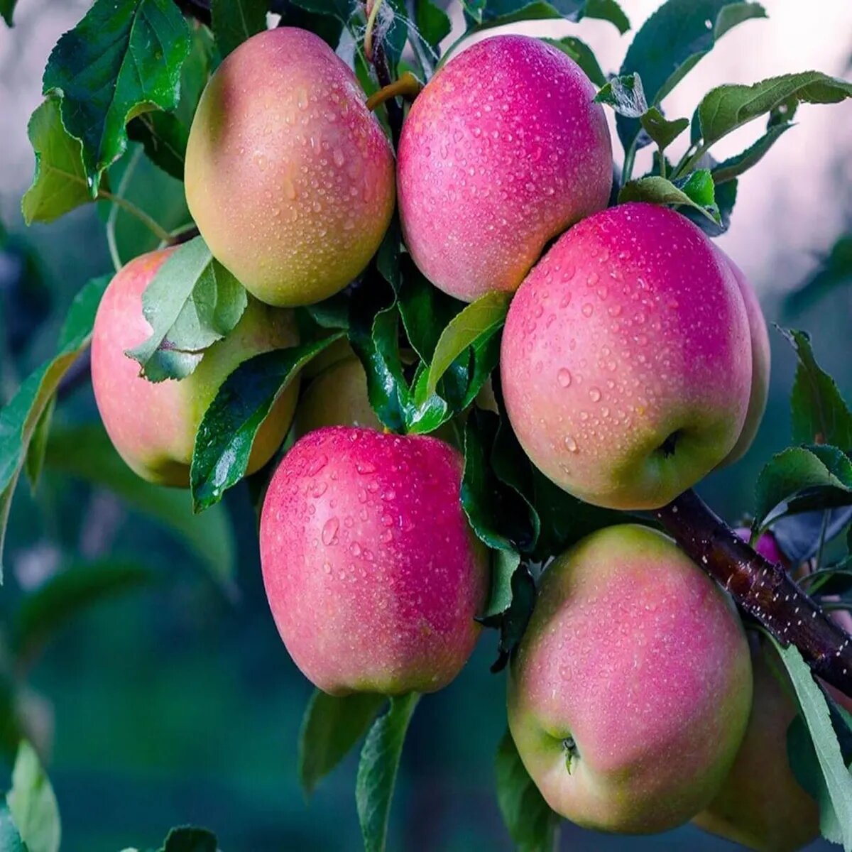 Pink Apple Tree Seeds for Planting – Heirloom Non-GMO Garden Seeds
