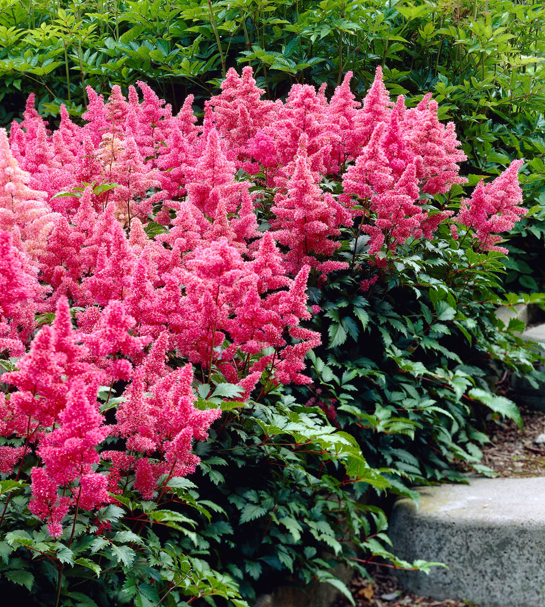 Pink Astilbe flower seeds