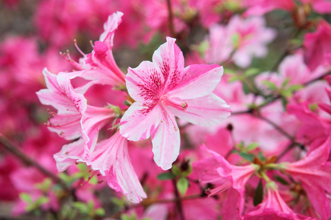 Pink Azalea Growing in Woodland Garden
