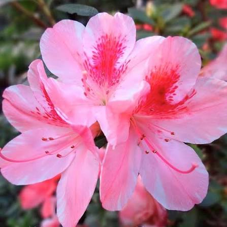 Pink Azalea Flowers in Ornamental Garden Border