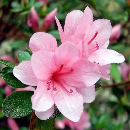Pink Azalea Growing in Woodland Garden