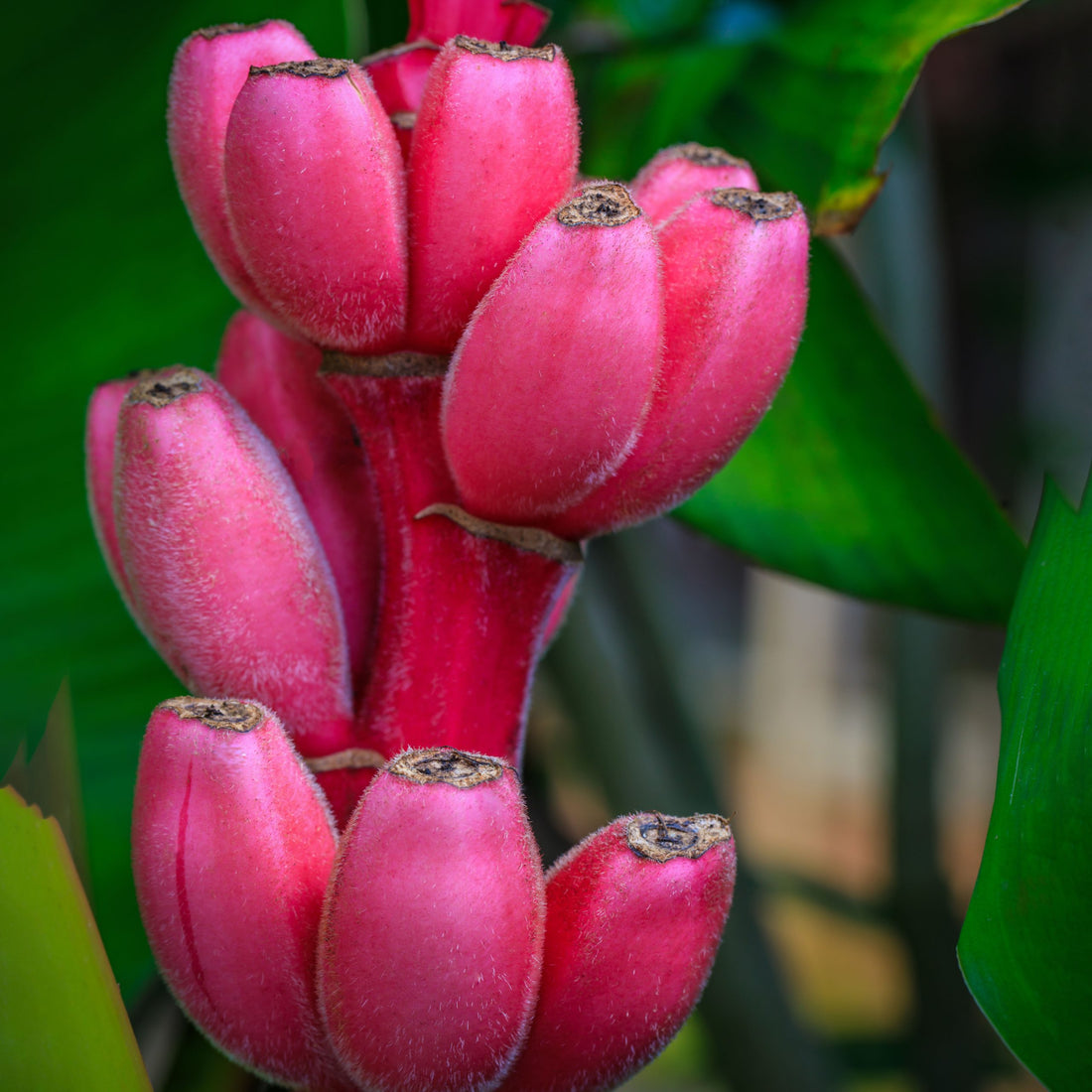 pink banana seeds