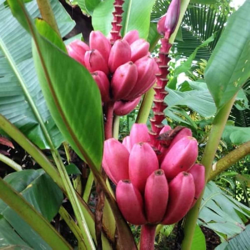 pink banana seeds