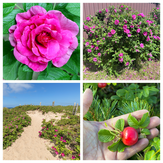 Pink Beach flower seeds