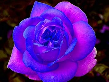 Pink Blue flower seeds