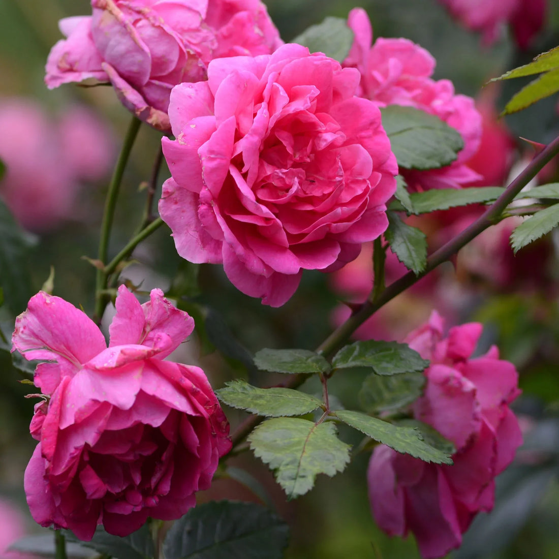 Pink Climbing flower seeds