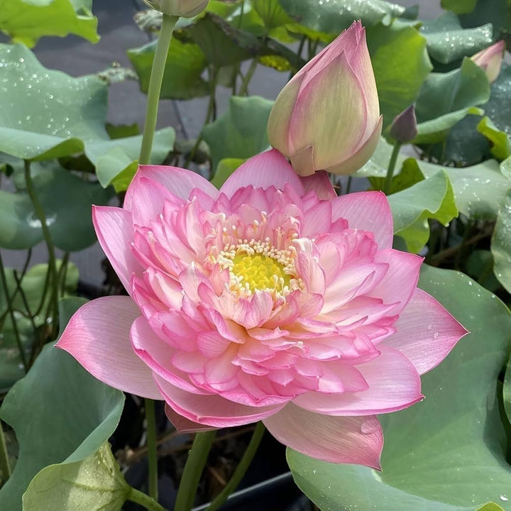 Rosea Plena lotus with pink double blooms and large green leaves growing in a water garden
