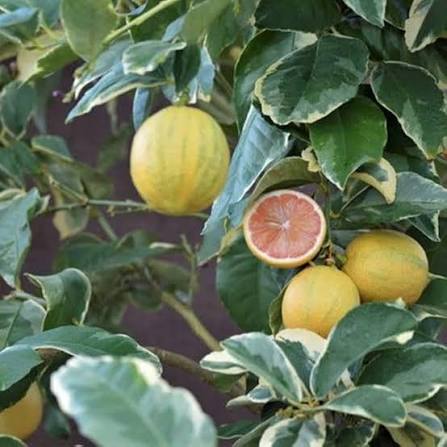 Pink Eureka Lemon Fruit Seeds for Planting – Citrus Garden Seeds