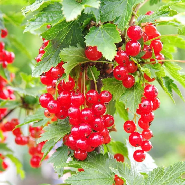 red wax currant seeds