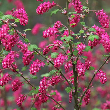 Pink Flowering Currant in Spring Garden