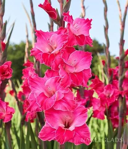 Pink Gladiolus Flowers for Cut Flower Arrangements