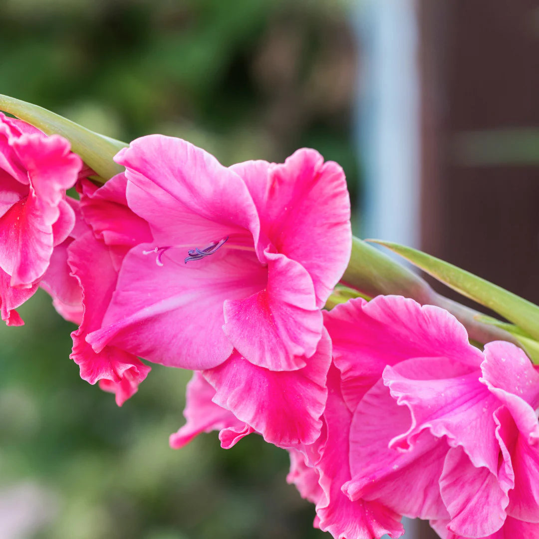 Pink Gladiolus Flowers for Cut Flower Arrangements