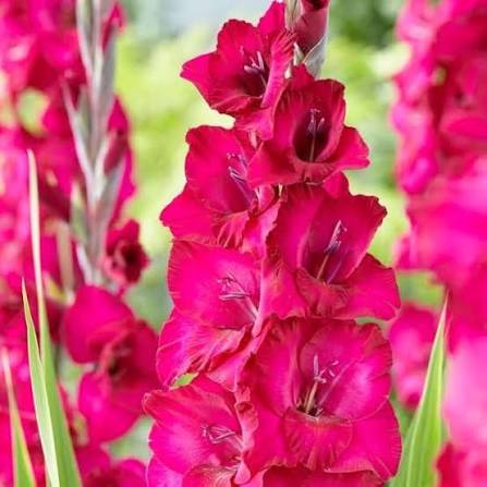 Pink Gladiolus Flowers for Cut Flower Arrangements