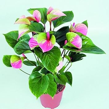 Pink Green flower seeds