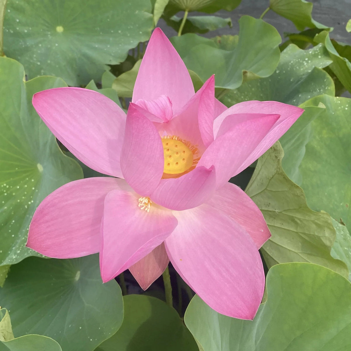 Maggie Bell Slocum lotus seeds for planting, an ornamental lotus variety for water gardens with pink-toned flowers and rounded green leaves.