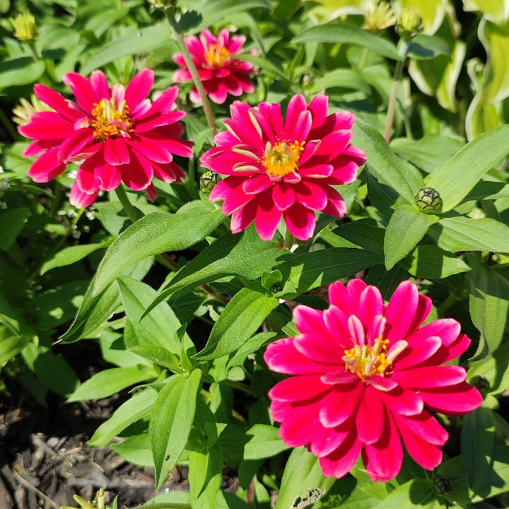 Pink Marigold flower seeds
