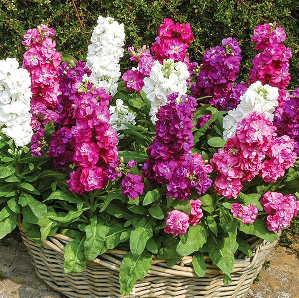 Pink Matthiola flower seeds