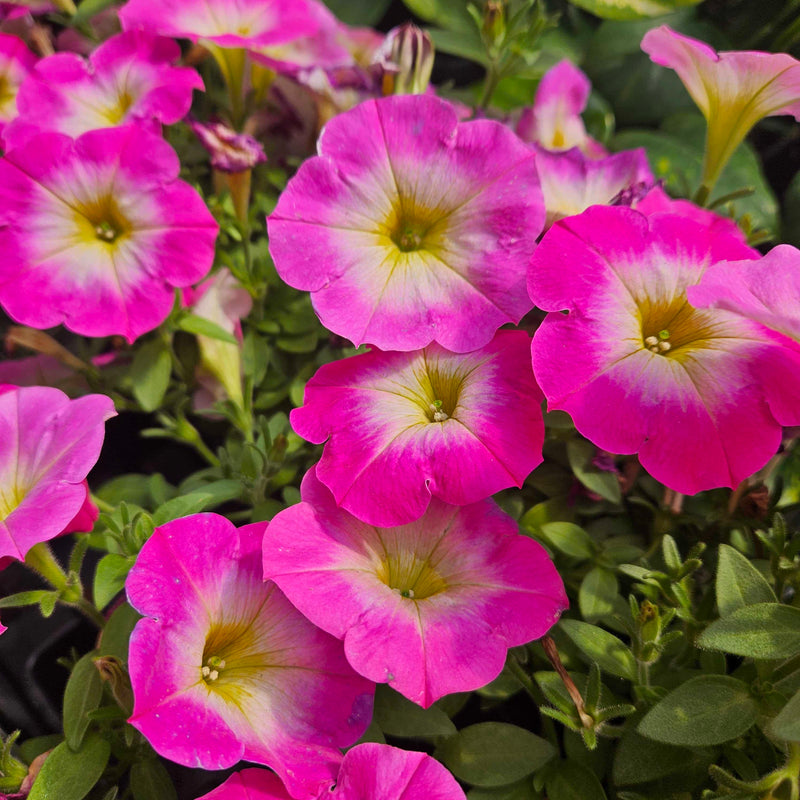 Yellow and Pink Petunia Flower Seeds for Planting – Heirloom Non-GMO Garden Seeds