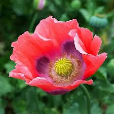 Pink Poppy Papaver Rhoeas Flower Seeds for Planting