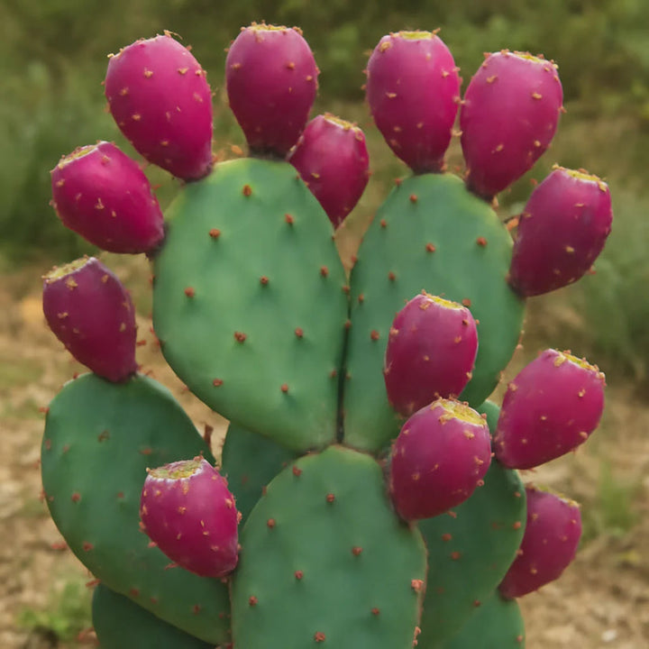 Pink Opuntia Cactus Seeds for Planting – Heirloom Non-GMO Garden Seeds