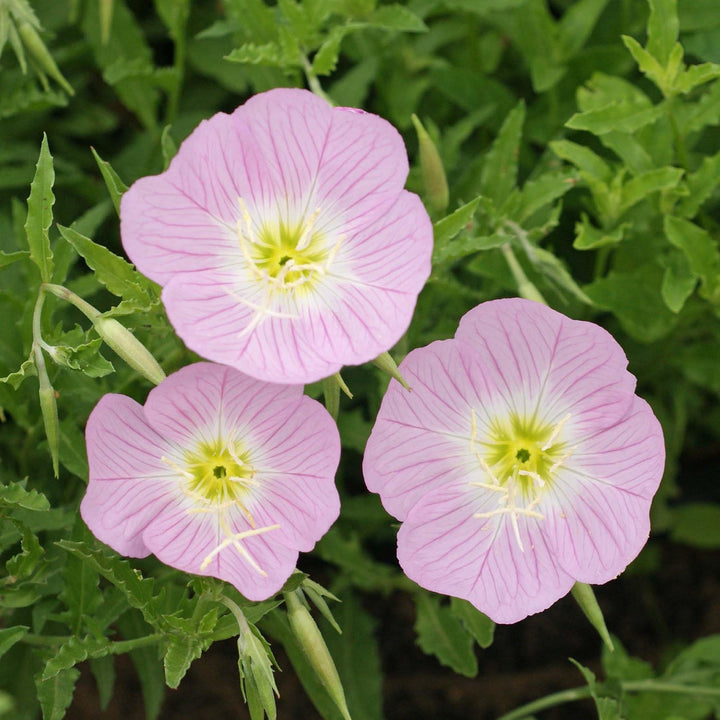 Pink Primrose flower seeds