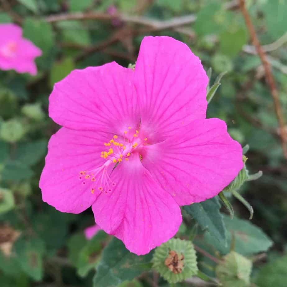 Rock Rose flower seeds