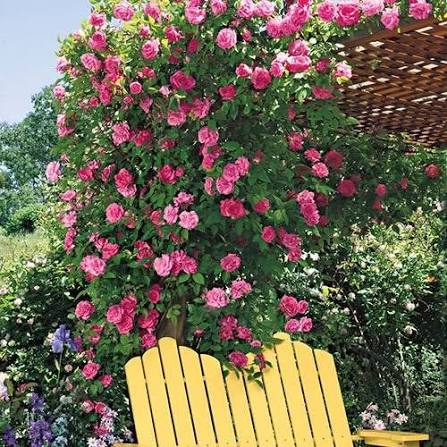 Pink Rose Flowers Growing in Sunny Garden Border