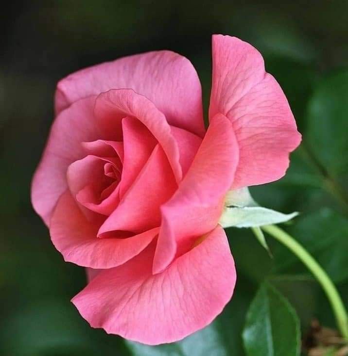 Pink Rose flower seeds