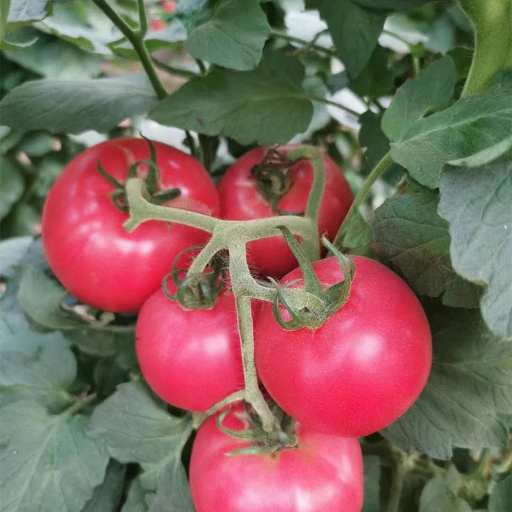 Pink Tomato Seeds
