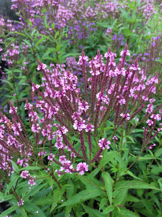 Pink Vervain Flower Seeds for Planting – Heirloom Non-GMO Garden Seeds