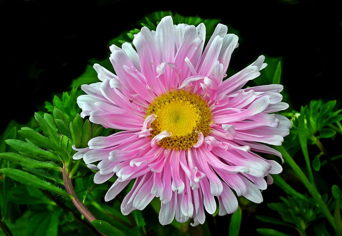 Pink White flower seeds
