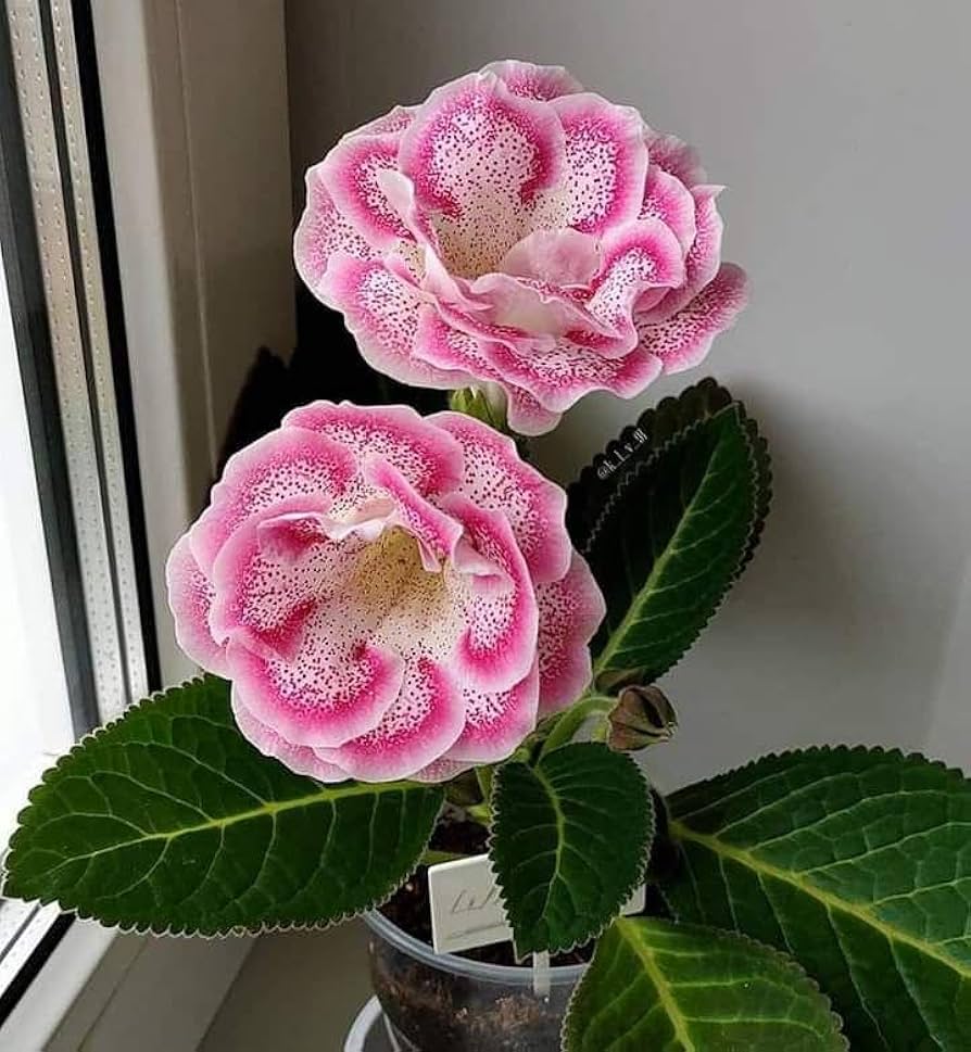 Pink White flower seeds