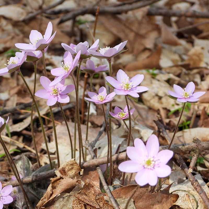 Pink White Hepatica flowers blooming in a shaded woodland garden