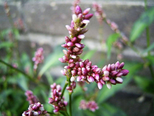Pinkweed Flower Seeds for Planting – Heirloom Non-GMO Garden Seeds