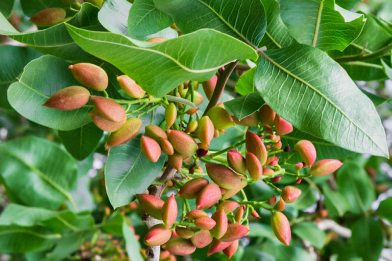 Pistachio Nut Tree Seeds for Planting – Heirloom Non-GMO Garden Seeds