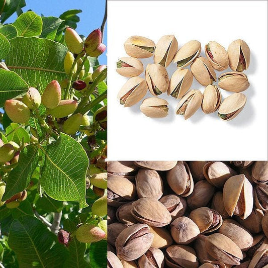 pistachio tree seeds
