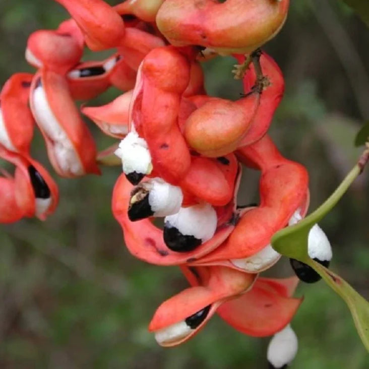 Manila Tamarind Tree seeds for planting – heirloom tropical fruit garden variety