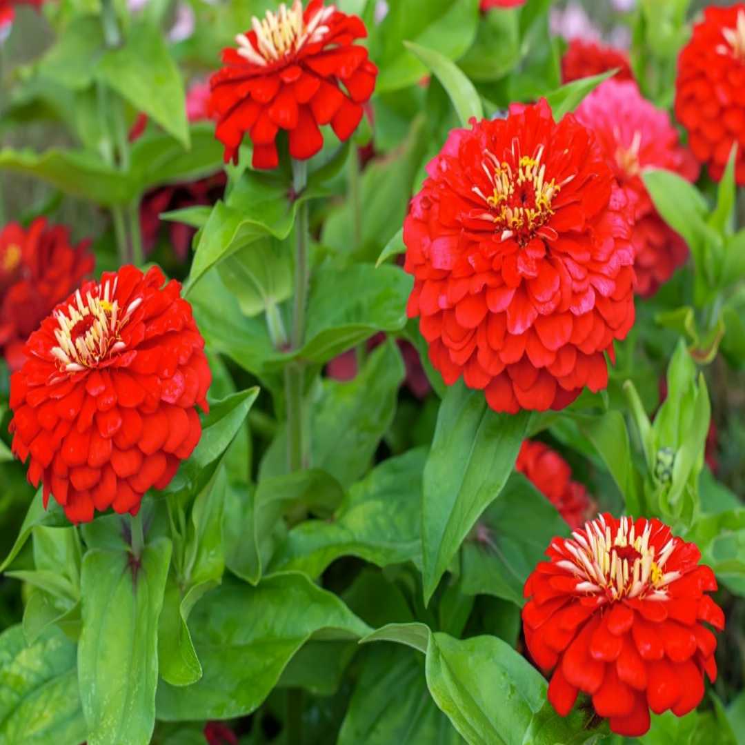 Light Red flower seeds