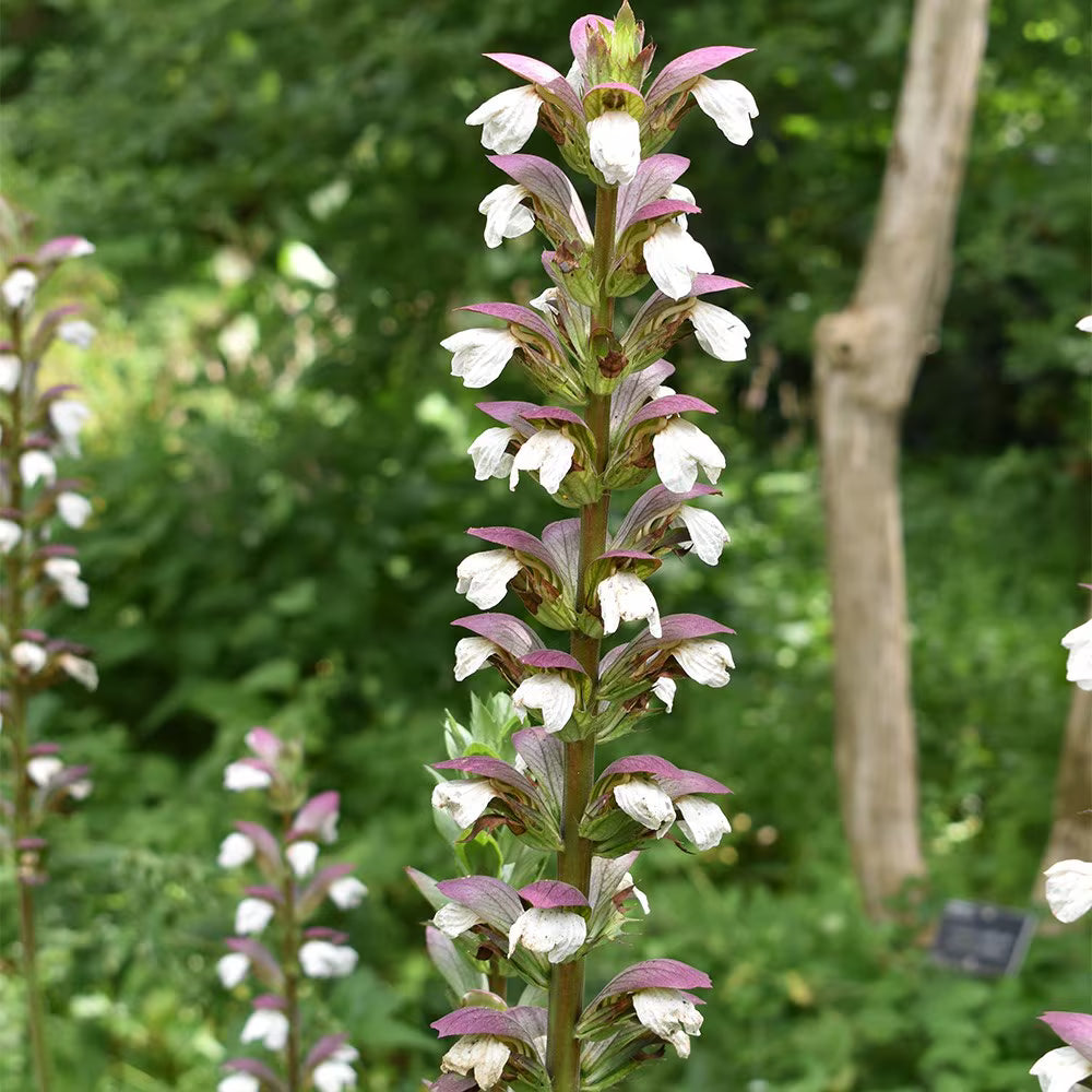 Breeches flower seeds
